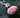 Rhodochrosite and Rough Rose Quartz Pendant - One of a Kind